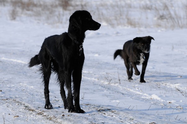 Lexi and Buddy